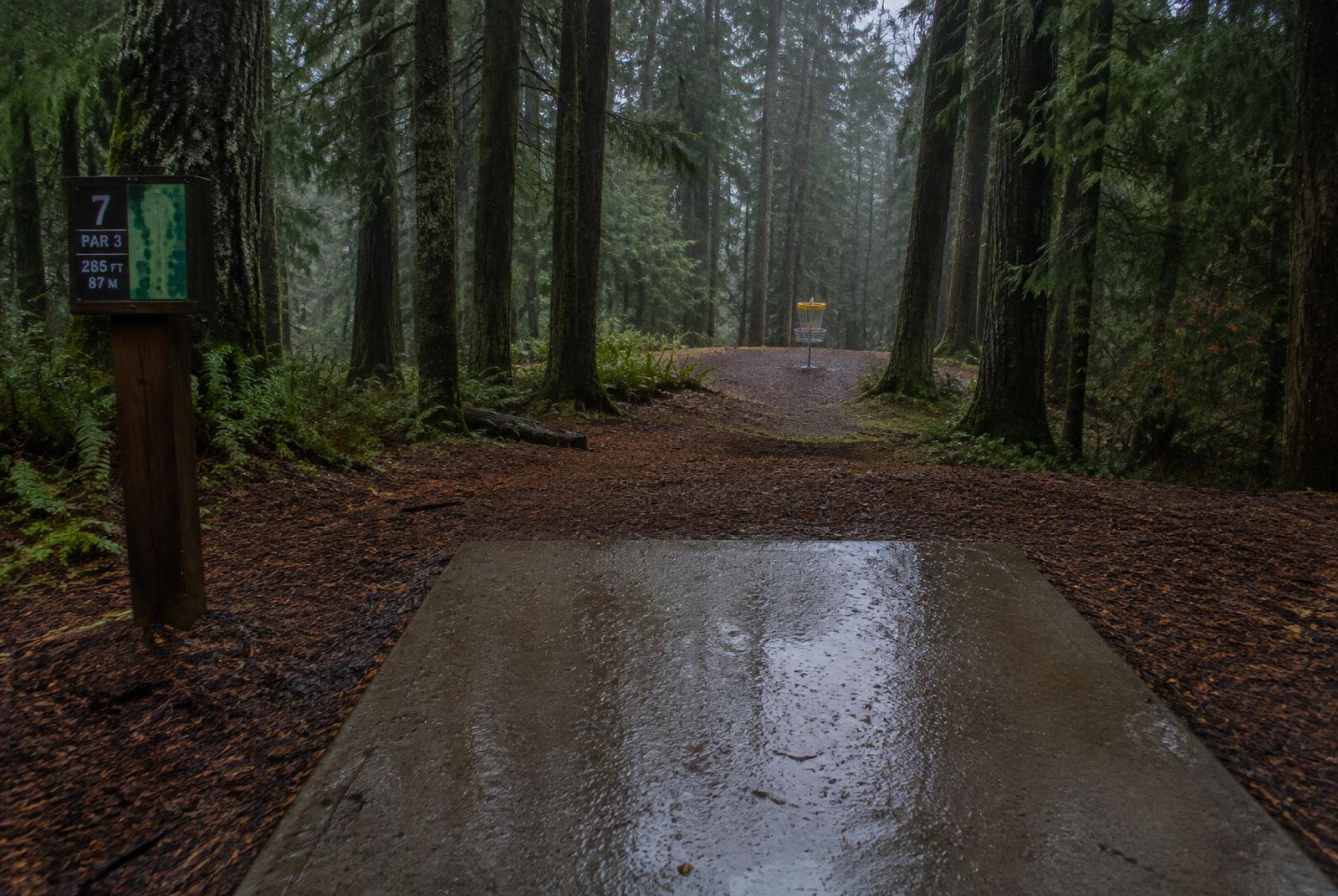 Wet concrete tee pad on hole 7 leading through tall fir trees to a distant basket